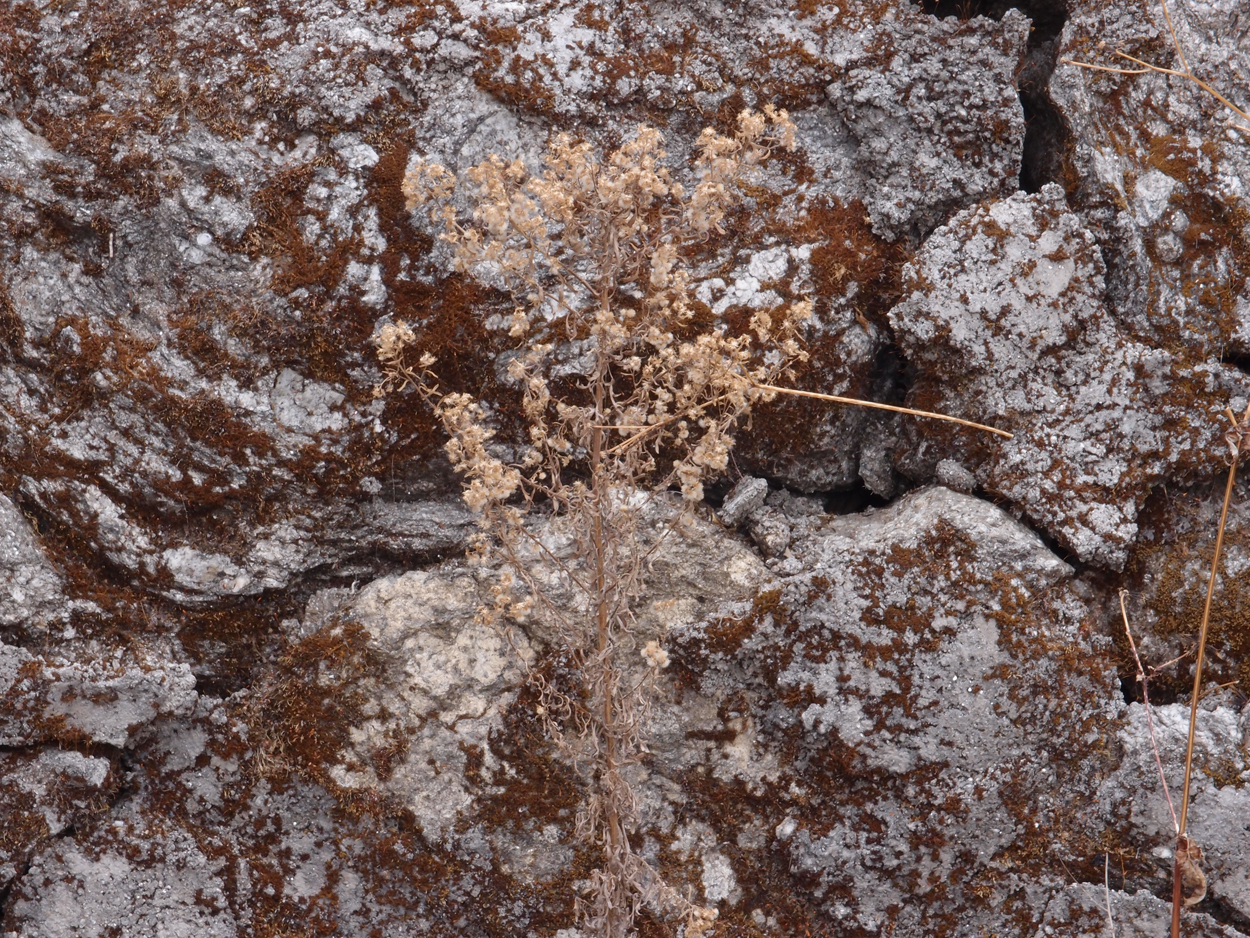 2018-01-16 12 Uhr - Im Shivapuri Nagarjun National Park (Nagi Gumba) (Foto) 